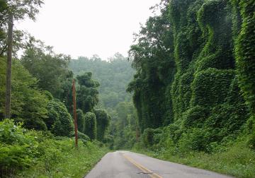 Picture of Creeping Vines