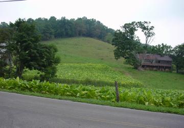 Tabacco fields