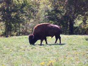 Bison Land Between Lakes