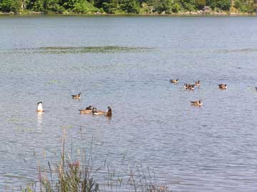 Ducks Eating Ivy