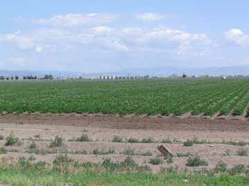 Potato Field