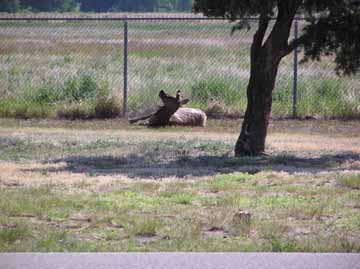 Injured Elk Doe At Rest Area