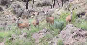 Deer Near Meeteetse WY